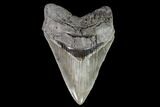 Serrated, Fossil Megalodon Tooth - Georgia #108845-1